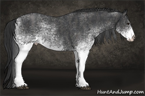 Horse Color: White Spotted Blue Roan Rabicano  Brindle