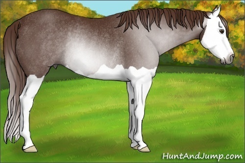Horse Color:Gray Chestnut Splash Rabicano 
