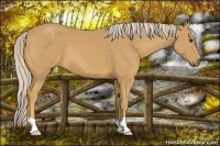 Horse Color:Palomino 