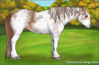 Horse Color:White Spotted Chestnut 