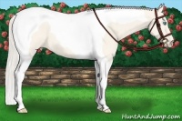 Horse Color:Cremello Dun Tobiano 