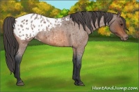 Horse Color:Bay Roan Appaloosa 