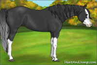 Horse Color:Black Splash 