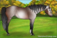 Horse Color:Gray Bay Sabino 