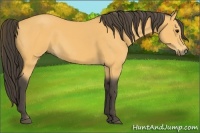 Horse Color:Buckskin 