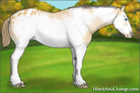 Horse Color:Buckskin Splash Frame Appaloosa