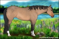 Horse Color:Bay Dun