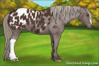 Horse Color:Liver Chestnut Appaloosa 