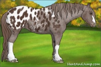 Horse Color:Liver Chestnut Appaloosa 