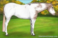 Horse Color:Liver Chestnut Tobiano Frame Appaloosa 