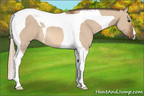Horse Color:Liver Red Dun Tobiano 