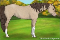 Horse Color:Classic Champagne Dun 