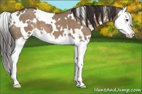 Horse Color:White Spotted Liver Red Dun Roan Splash 