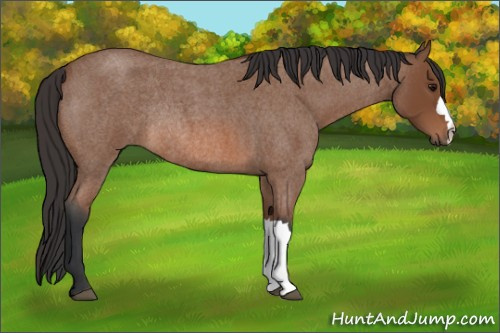 Horse Color: Bay Roan Rabicano 