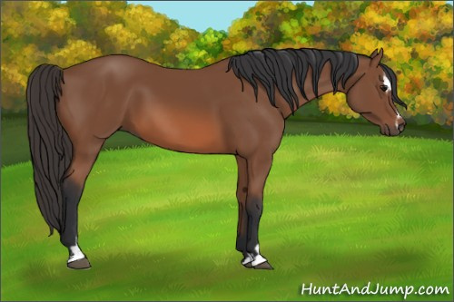 Horse Color: Bay Sabino 
