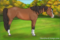 Horse Color:Bay Splash 