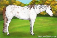 Horse Color:Chestnut Sabino Splash Appaloosa Rabicano