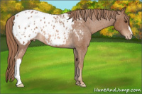 Horse Color:Liver Chestnut Appaloosa Rabicano 