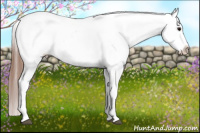 Horse Color:Brown Appaloosa 