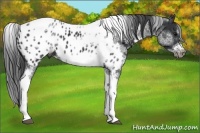 Horse Color:White Spotted Black Splash Tobiano Frame Near Leopard 