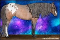 Horse Color:Brown Appaloosa Rabicano 