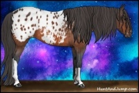 Horse Color:Bay Appaloosa 