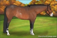 Horse Color:Bay Sabino Rabicano