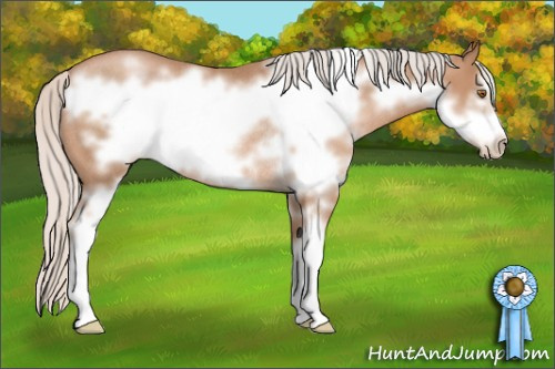 Horse Color: Silver Black Pearl Sabino Frame Rabicano 