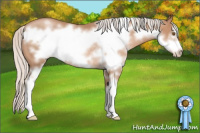 Horse Color:Silver Black Pearl Sabino Frame Rabicano