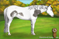 Horse Color:Black Sabino Splash Tobiano Rabicano 