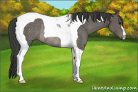 Horse Color:Black Tobiano Rabicano 