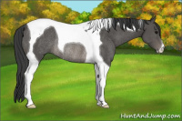 Horse Color:Black Tobiano Rabicano 