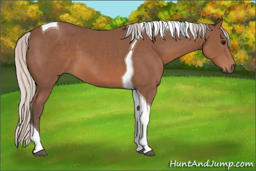 Horse Color: Silver Black Sabino Tobiano 