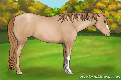 Horse Color: Chestnut Pearl 