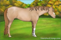Horse Color:Chestnut Pearl