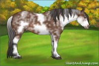 Horse Color:White Spotted Bay Frame