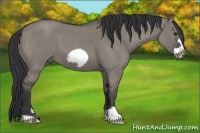 Horse Color:Grullo Roan Frame
