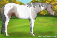 Horse Color:Bay Tobiano 
