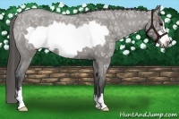 Horse Color:Grullo Ice Roan Frame Appaloosa 