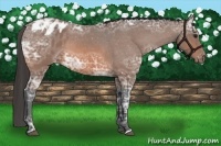 Horse Color:Bay Ice Appaloosa 