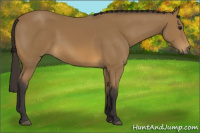 Horse Color:Buckskin 
