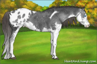 Horse Color:Brown Splash Tobiano Appaloosa