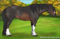 Horse Color:Brown Rabicano  Brindle
