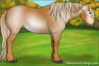 Horse Color:Gray Palomino 