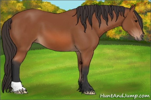 Horse Color: Bay 