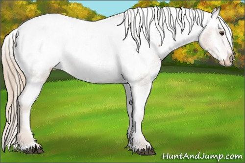 Horse Color: Chestnut Snowcap 