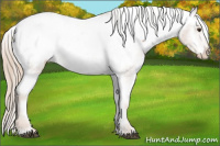 Horse Color:Chestnut Snowcap 