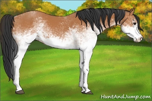Horse Color: White Spotted Bay 