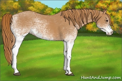 Horse Color: White Spotted Chestnut 