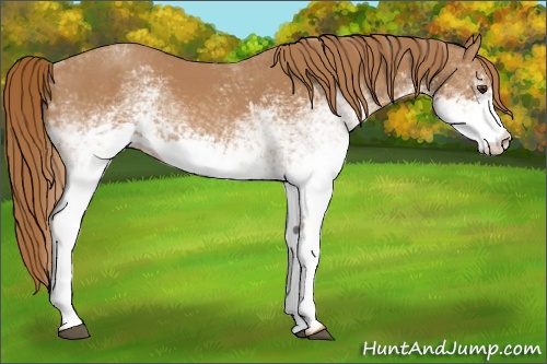 Horse Color: White Spotted Chestnut 